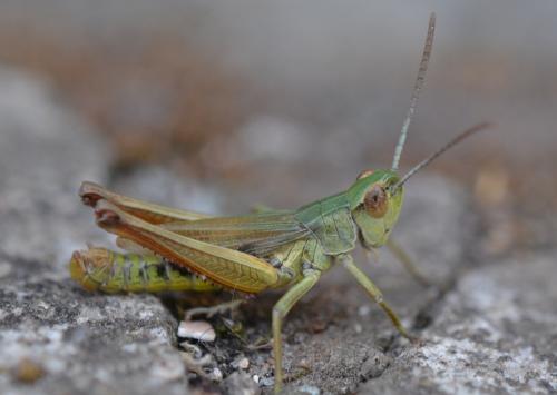 Réf. 308 325 : Pseudochorthippus parallelus parallelus